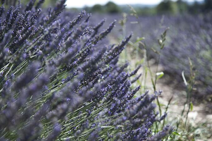 フランスのプロヴァンス地方　SAULT（ソー）のラベンダー畑　綺麗な紫色。