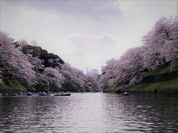 千鳥ヶ淵の桜は曇りも、霞んでいて良いかも！