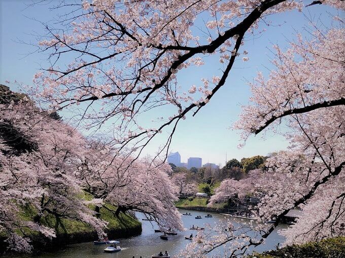 お堀に延びる枝が良い感じの千鳥ヶ淵の桜