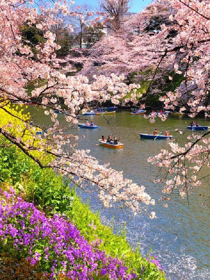 色とりどりの花と一緒に、千鳥ヶ淵の桜撮るのもいい
