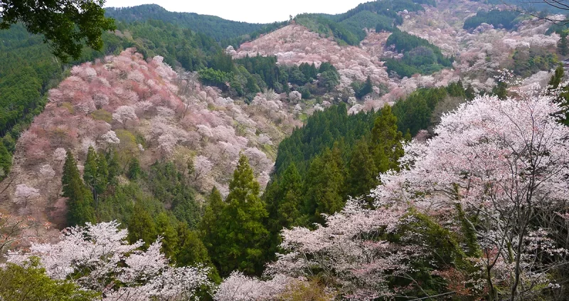 吉野の桜、吉水神社の境内から見る桜は絶景過ぎて泣ける。
