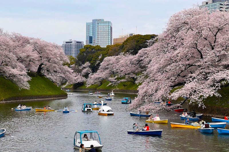 2022年3月31日　千鳥ヶ淵の桜は、満開。時間次第ですが混んでいる時は、お堀が渋滞。