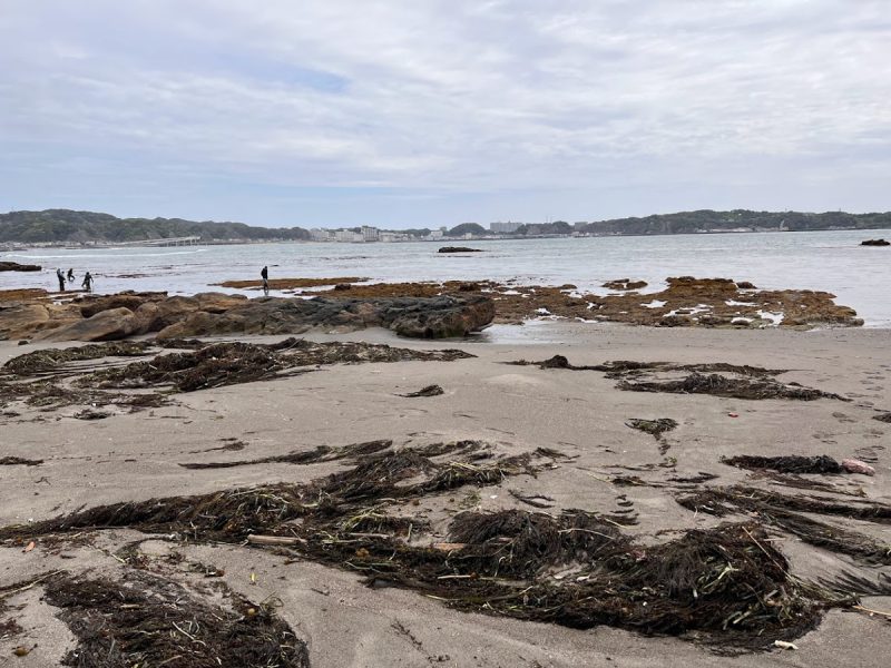 2022年勝浦4月、台風通過のあと、海藻や藻がたくさん打ち上げれていました。
