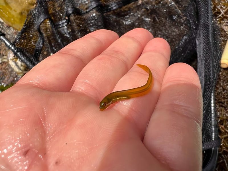 勝浦2022年4月、黄色の海藻をガサガサすると、ギンポの幼魚を発見。