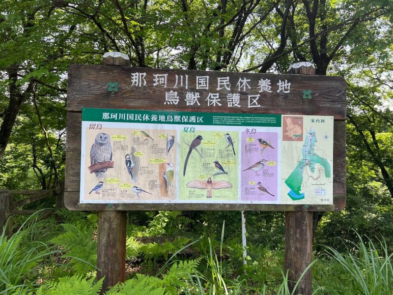 栃木県那須烏山市「那珂川県立自然公園」ミヤマクワガタ居るのか？