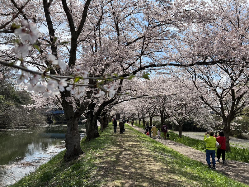 福岡堰の桜並木　散策